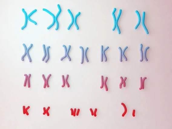 Chromosomes